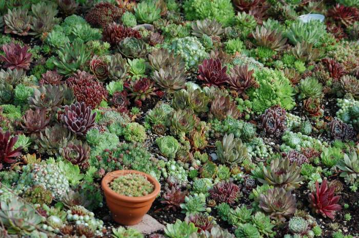 Sempervivum Dachwurz Hauswurz